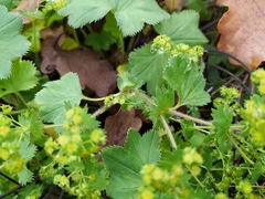 Alchemilla