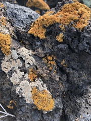 Polycauliona candelaria