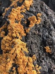 Polycauliona candelaria