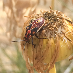 Spilostethus rivularis