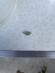 Idiochlora ussuriaria