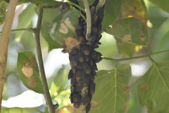 Cyclopelta siccifolia