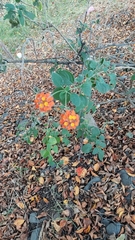 Lantana camara