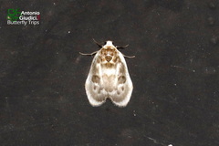Eucyclopera plagidisca