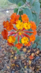 Lantana camara