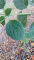 Lantana camara