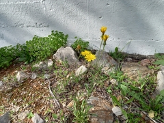 Reichardia picroides