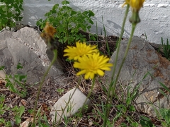 Reichardia picroides