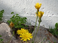 Reichardia picroides