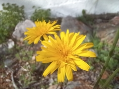 Reichardia picroides