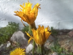 Reichardia picroides