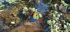 Salvinia cucullata