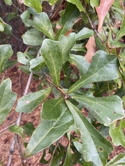 Quercus nigra