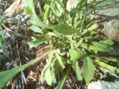 Reichardia picroides