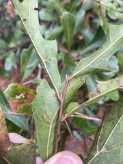 Quercus nigra