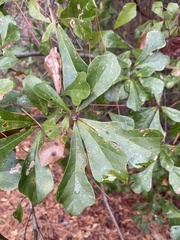 Quercus nigra