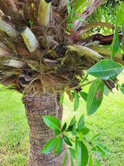 Tabebuia heterophylla