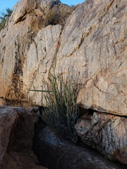 Kleinia longiflora