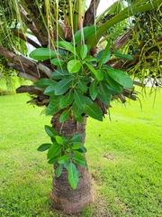 Tabebuia heterophylla