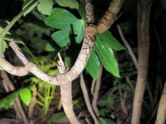 Aulaconotus pachypezoides