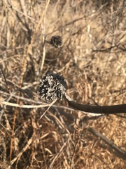 Rabdophaga rosaria