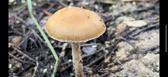 Psilocybe allenii