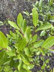 Prunus caroliniana