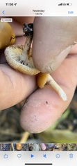 Psilocybe allenii