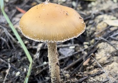 Psilocybe allenii
