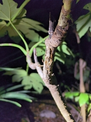 Aulaconotus pachypezoides