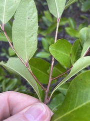Prunus caroliniana