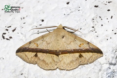 Ugia eugrapha