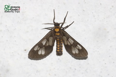 Eressa confinis