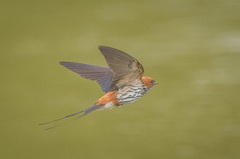 Cecropis abyssinica