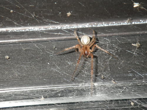 Silver-sided Sector Spider photo 5