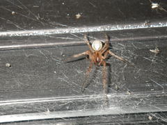Zygiella x-notata
