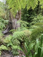 Lophosoria quadripinnata