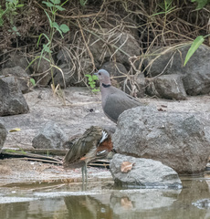 Rostratula benghalensis