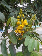 Senna viarum