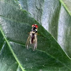 Tanypezidae