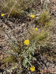 Helichrysum cymosum