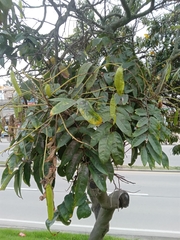 Senna viarum