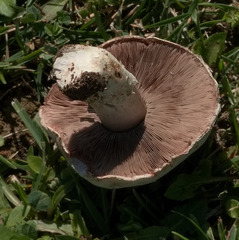 Agaricus