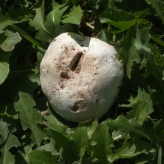 Agaricus