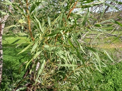 Acacia saligna