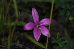 Elythranthera emarginata