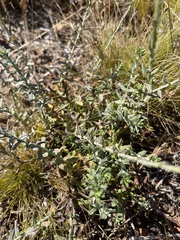Helichrysum cymosum