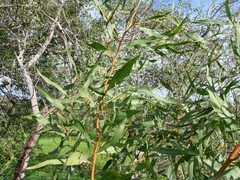 Acacia saligna