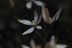 Caladenia marginata
