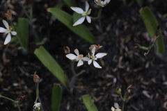 Caladenia marginata